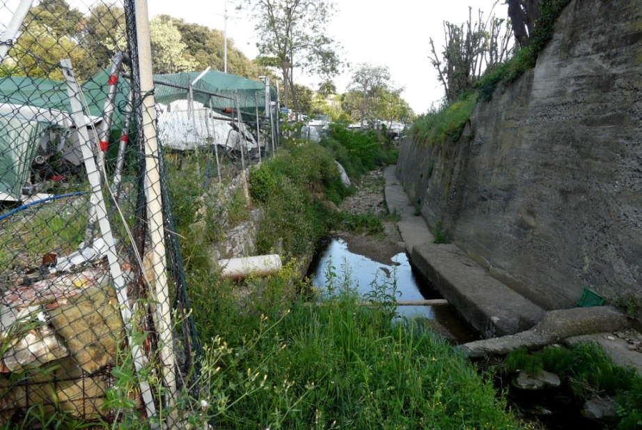 Rio Salivoli (Piombino) - rospi smeraldini in citt!